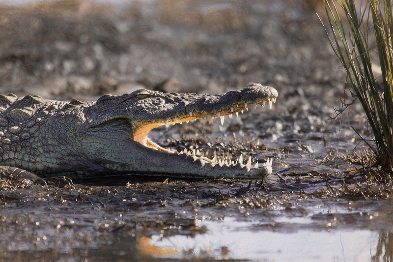 Crocodile(1).jpg