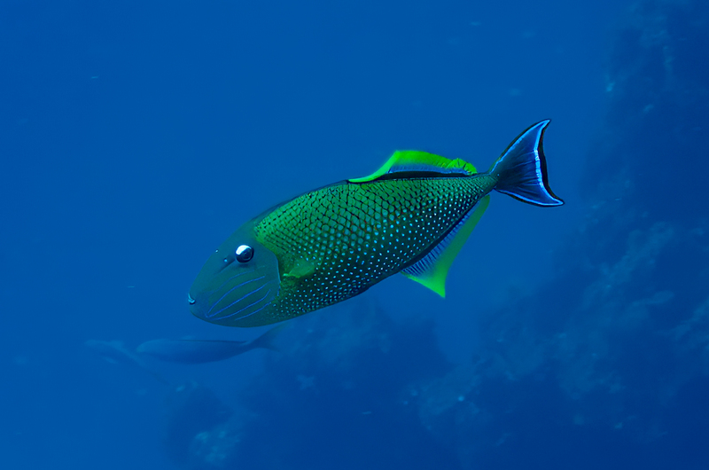 Crosshatch Triggerfish.jpg