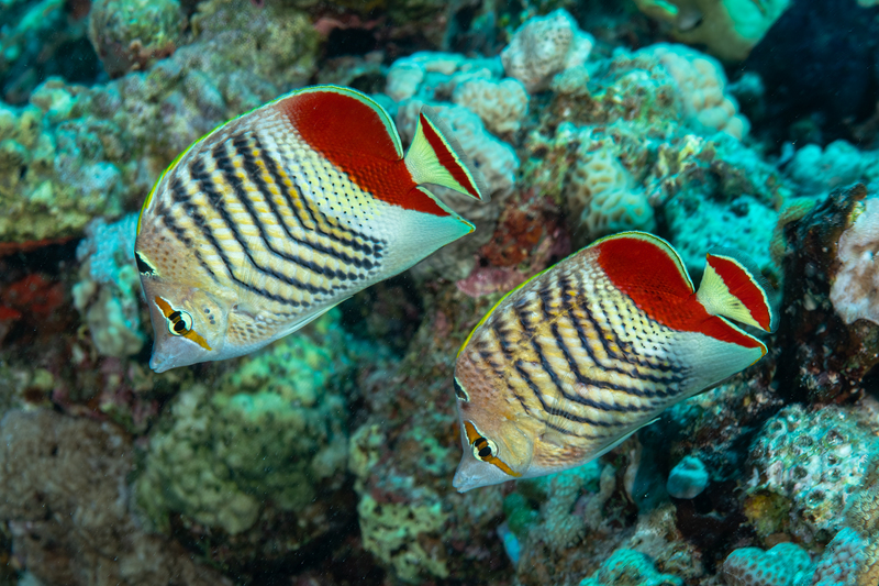 Crown Butterflyfish(1).jpg