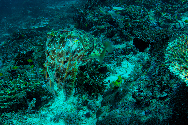 Cuttlefish 2(2).jpg