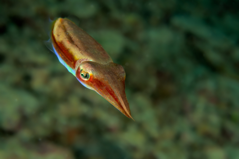 Cuttlefish 3(1).jpg