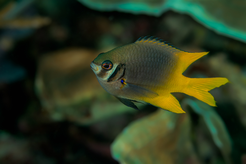 Damselfish 2(1).jpg