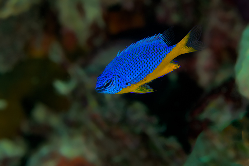 Damselfish(1).jpg