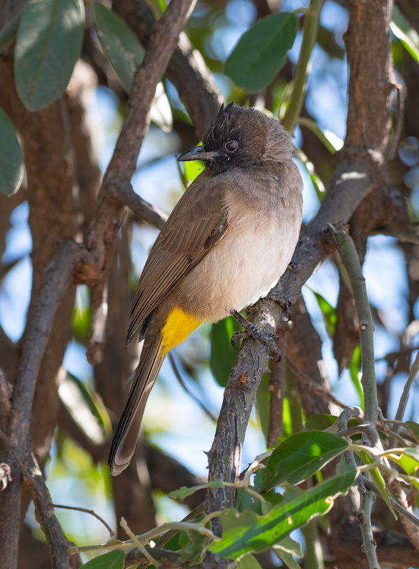 Dark-capped Bulbul.jpg