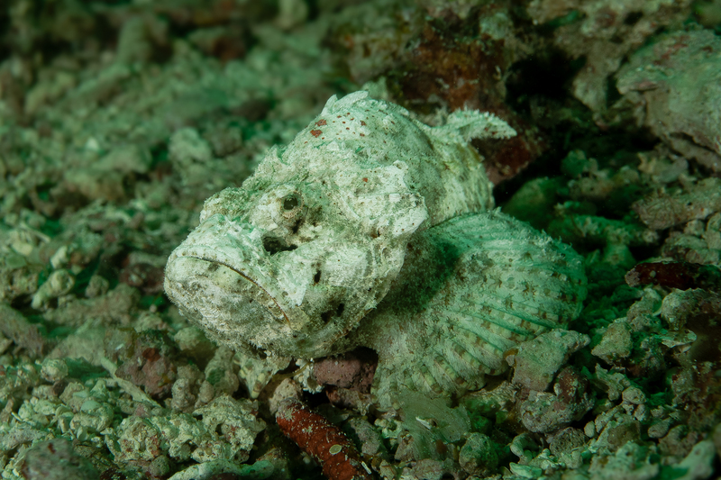 Devil Scorpionfish(1).jpg