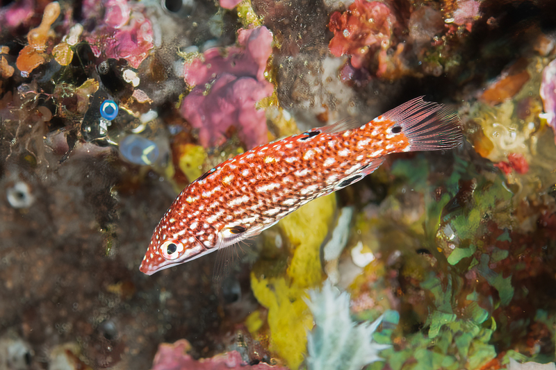 Dianas Hogfish - JP(1).jpg