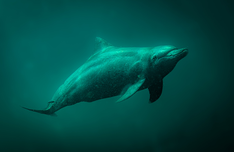 Dolphin(1).jpg