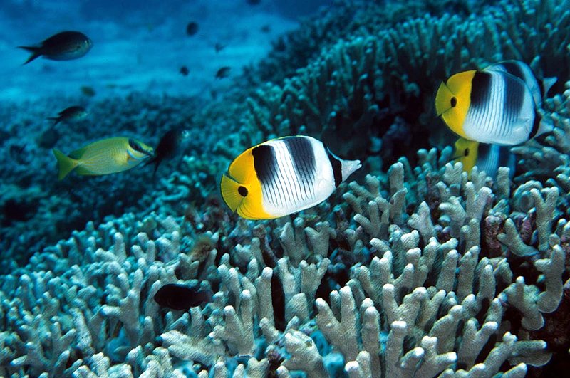 Double-saddle Butterflyfish.jpg