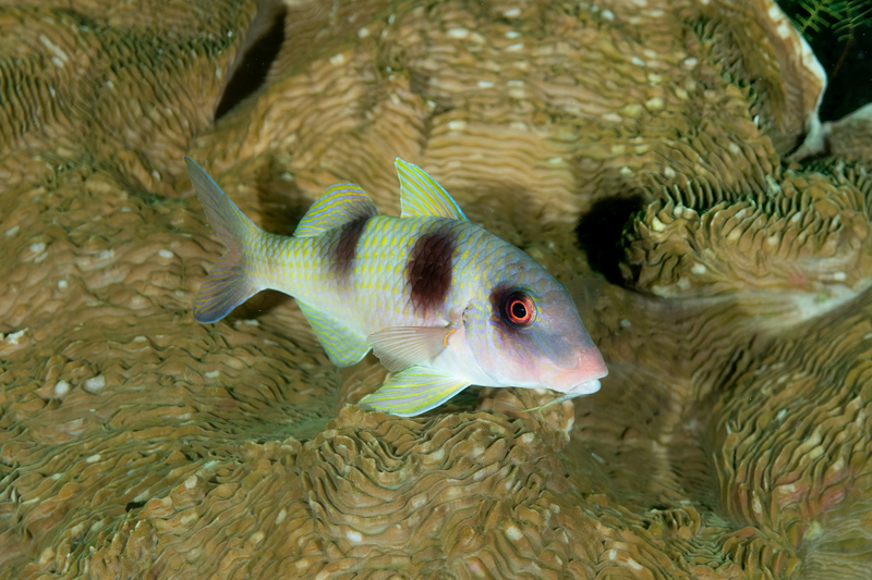Doublebar Goatfish(1).jpg