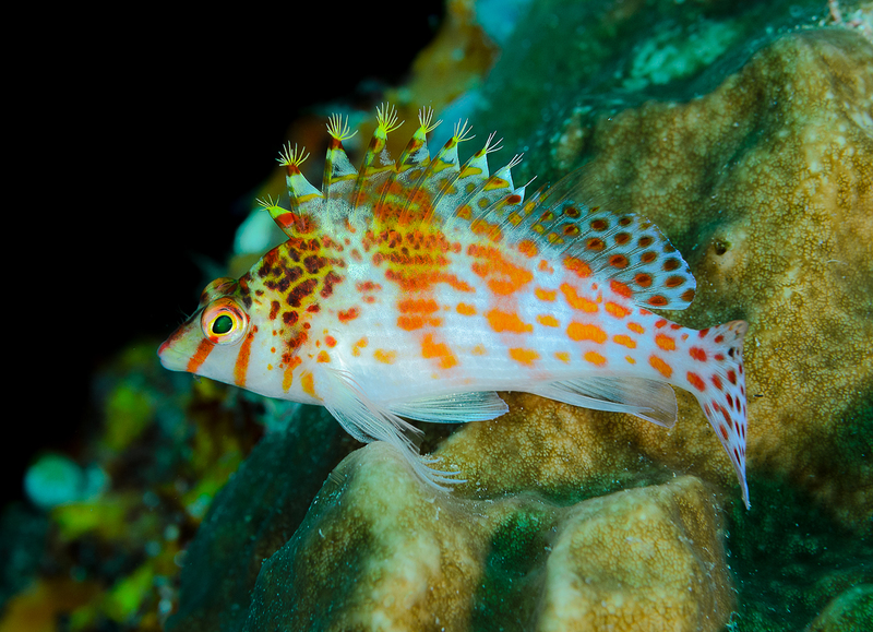 Dwarf Hawkfish(1).jpg