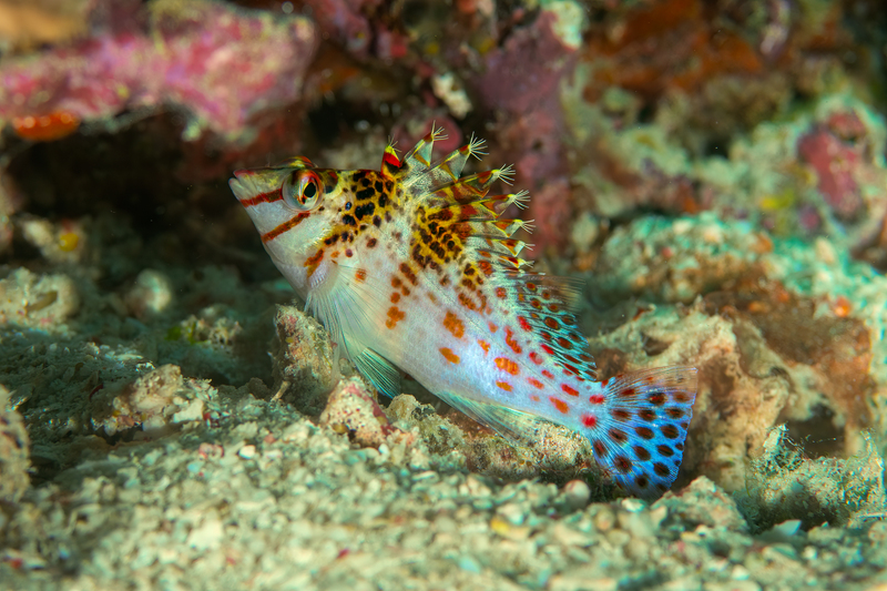 Dwarf Hawkfish(2).jpg