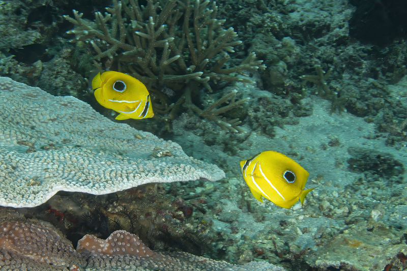 Eclipse Butterflyfish(1).jpg