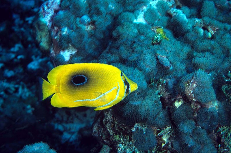 Eclipse Butterflyfish.jpg