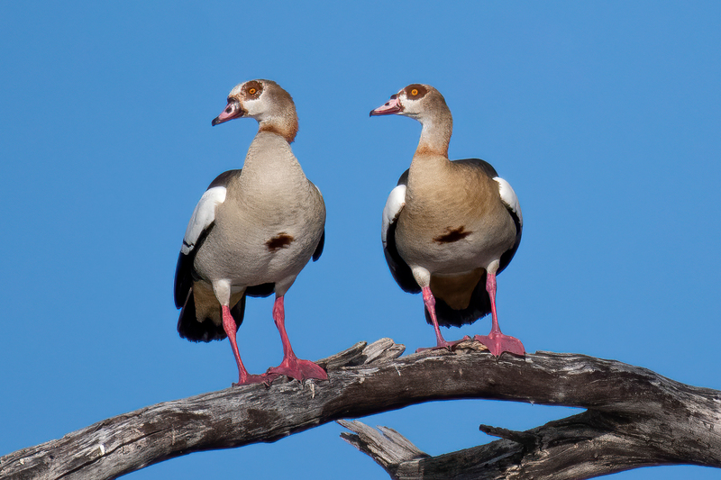 Egyptian Geese-2.jpg