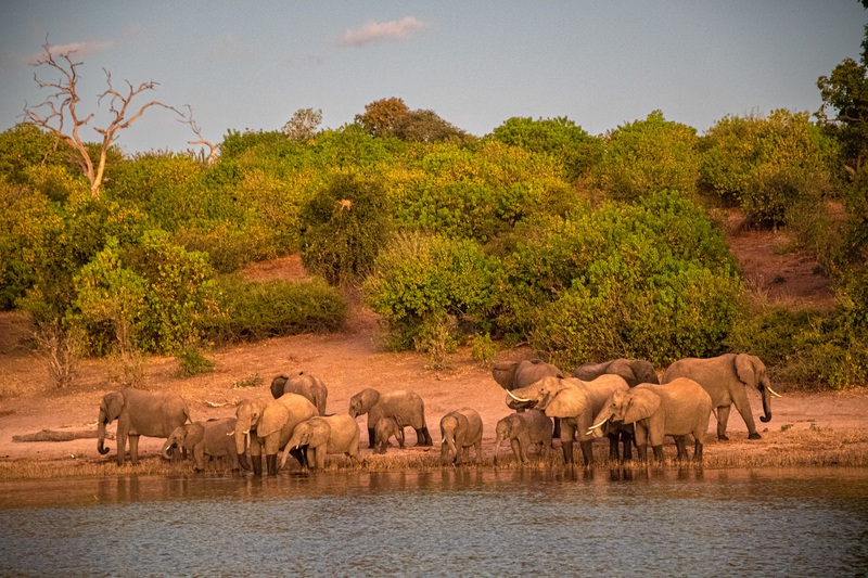 Elephants in the Chobe River 2(1).jpg