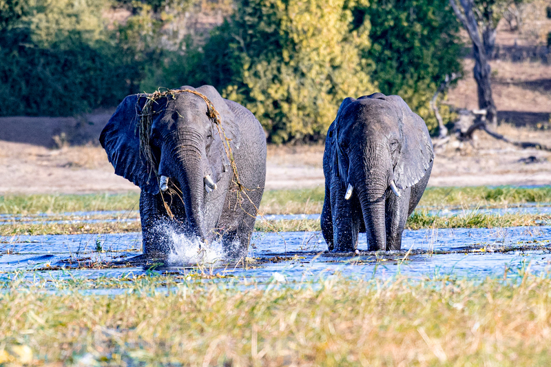 Elephants in the Chobe River(1).jpg