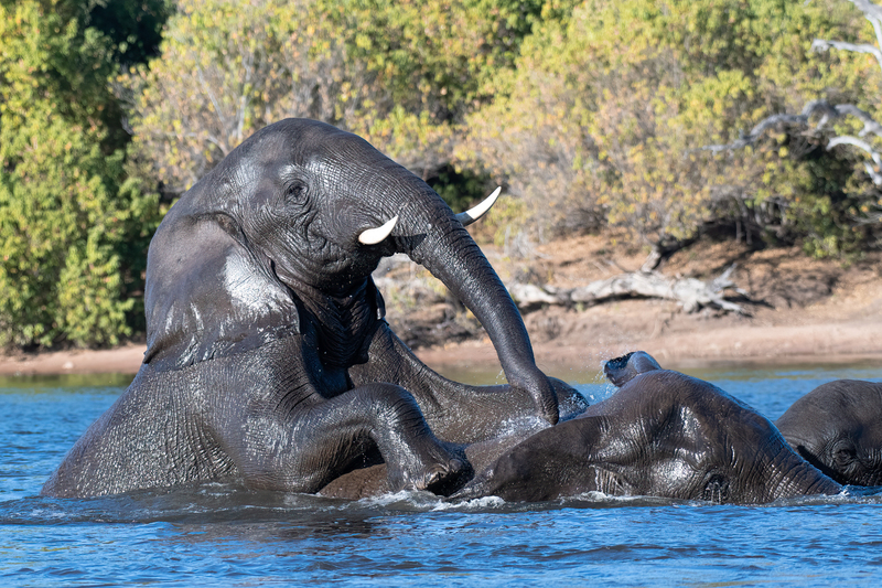 Elephants playing in Chobe(1).jpg