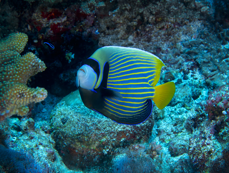 Emperor Angelfish.jpg