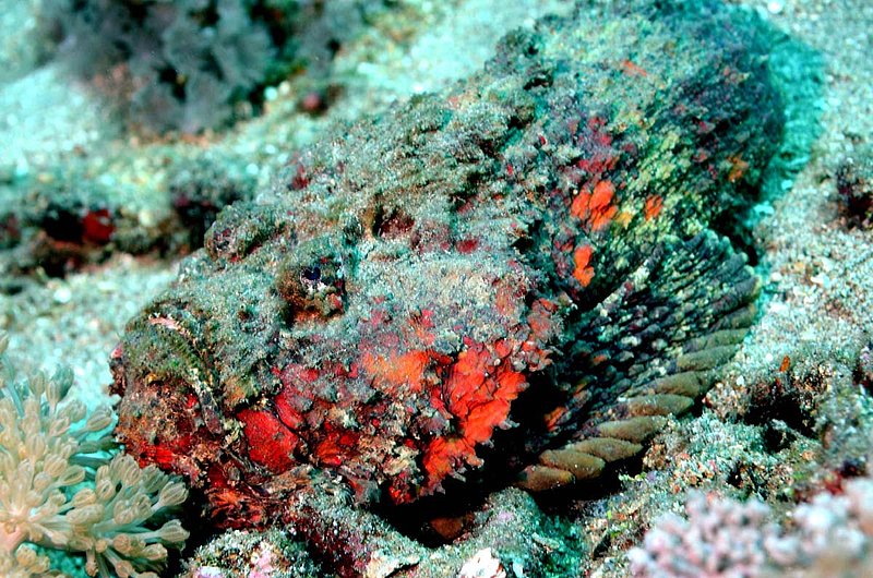 Estuarine Stonefish.jpg