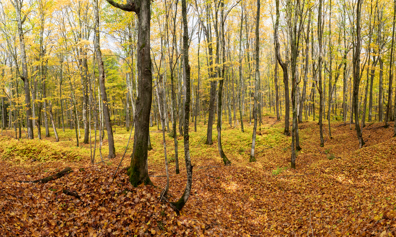 Fall Colors.jpg