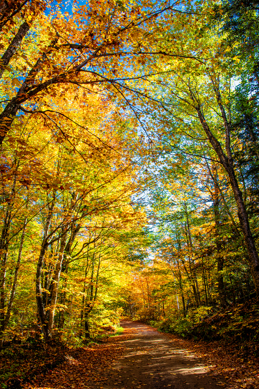 Fall Foliage.jpg