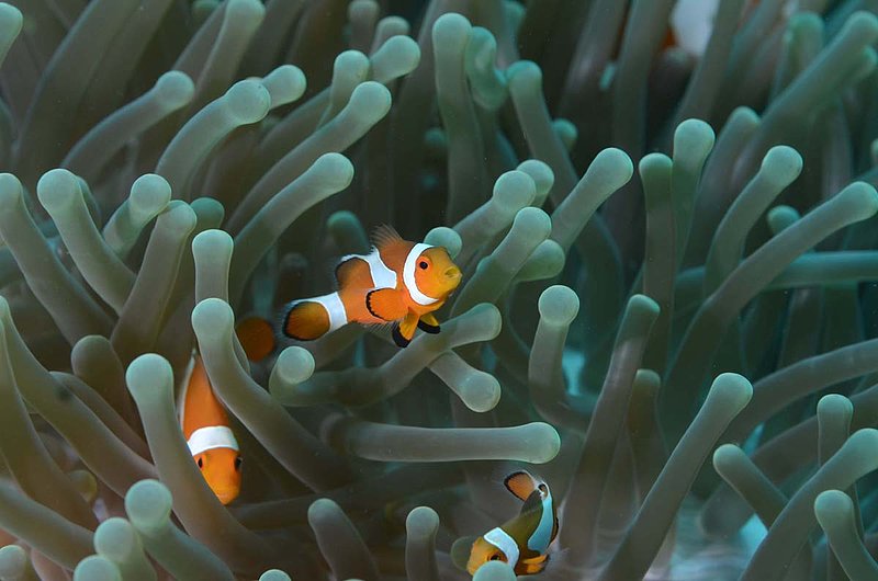 False Clown  Anemonefish.jpg