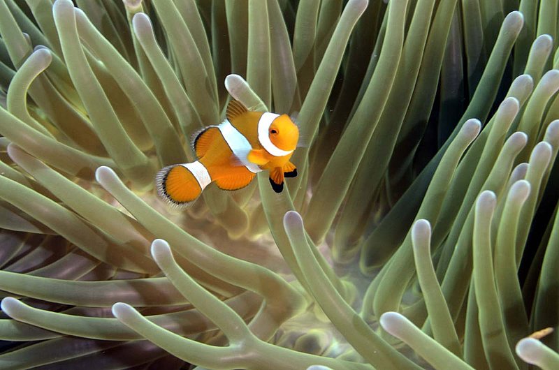 False Clown Anemonefish - 2.jpg