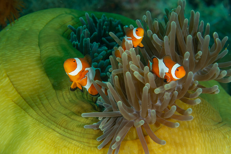 False Clown Anemonefish 2(1).jpg