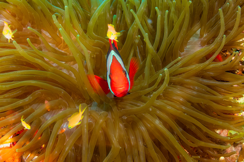 False Clown Anemonefish 3(1).jpg