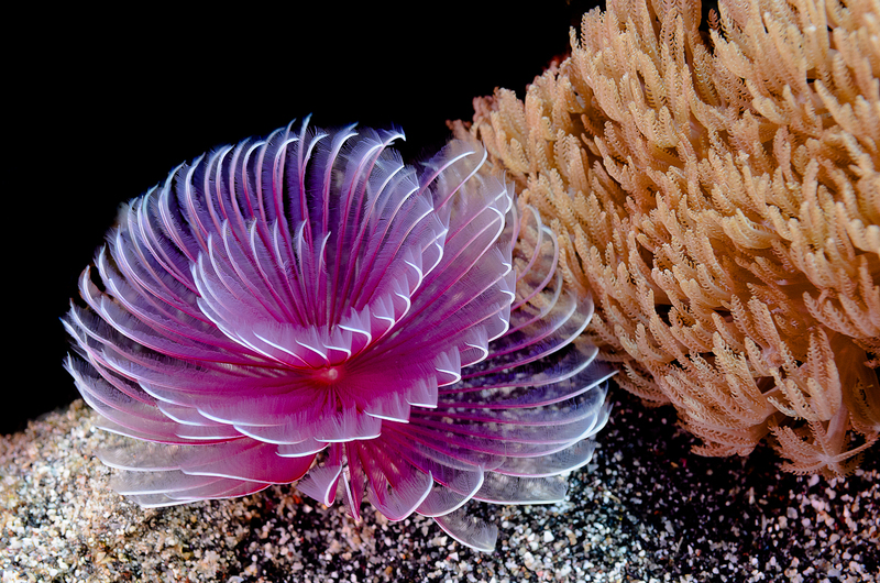 Feather Duster(1).jpg