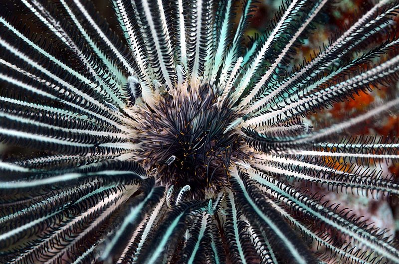 Feather Star  (2).jpg