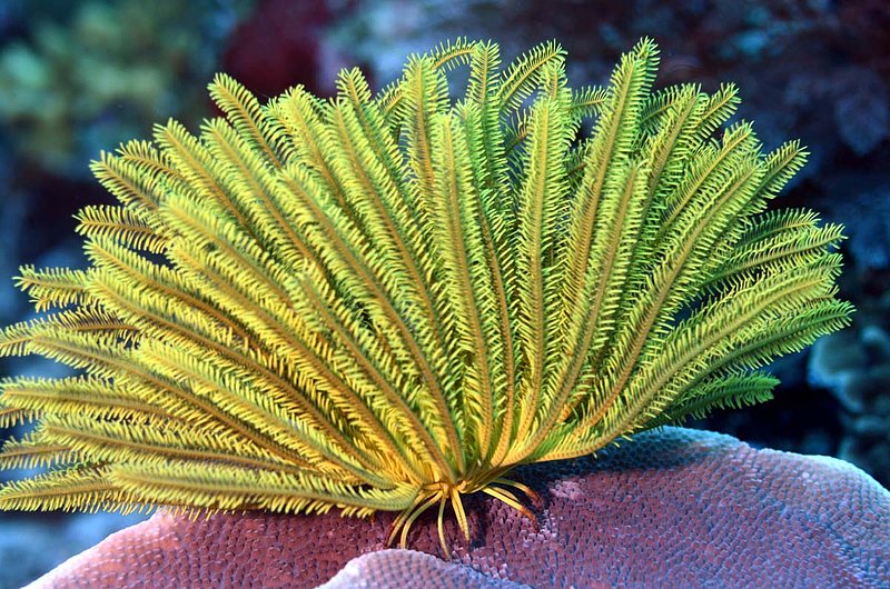 Feather Star (1).jpg