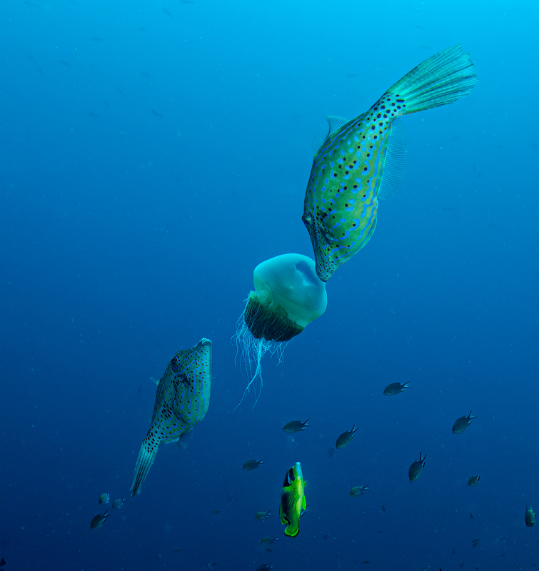 Filefish eating Jellyfish(1).jpg