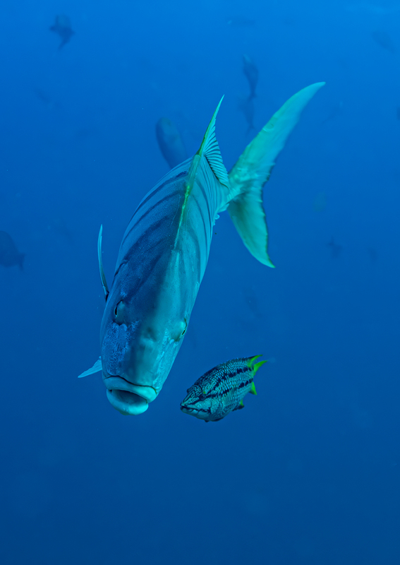 Fish Friends(1).jpg