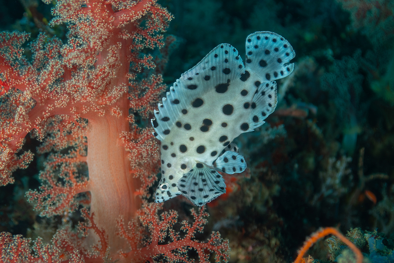 Fish Portrait 1(1).jpg