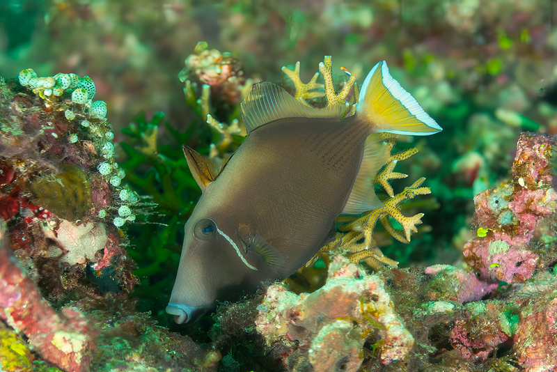 Flagtail Triggerfish(1).jpg