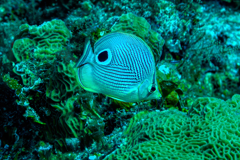 Foureye Butterflyfish.jpg