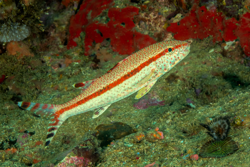 Freckled Goatfish(1).jpg