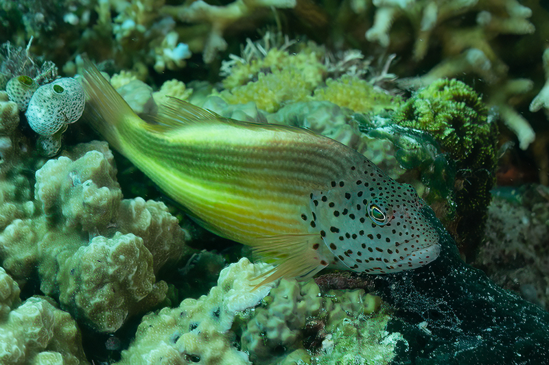 Freckled Hawkfish(3).jpg