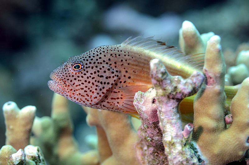 Freckled Hawkfish.jpg