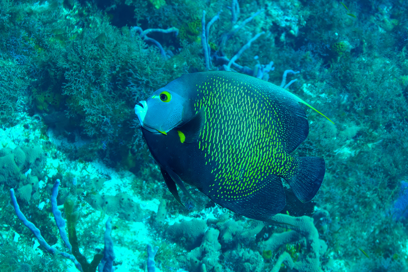 French Angelfish.jpg
