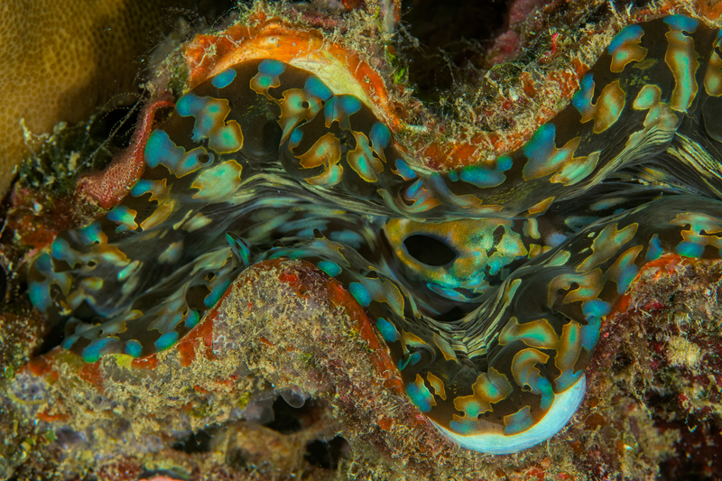 Giant Clam-2(1).jpg