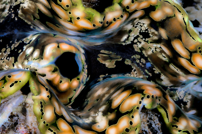 Giant Clam_(1).jpg