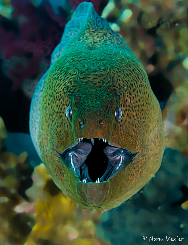 Giant Moray Fun.jpg