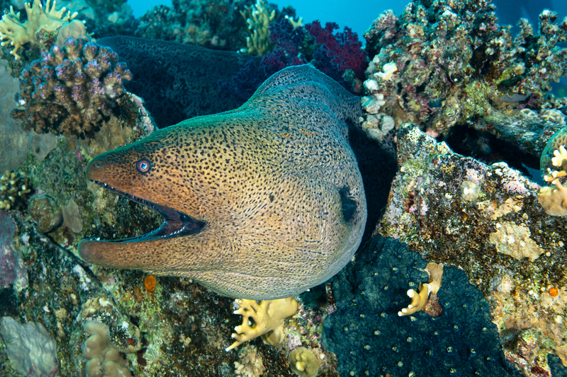 Giant Moray(2).jpg