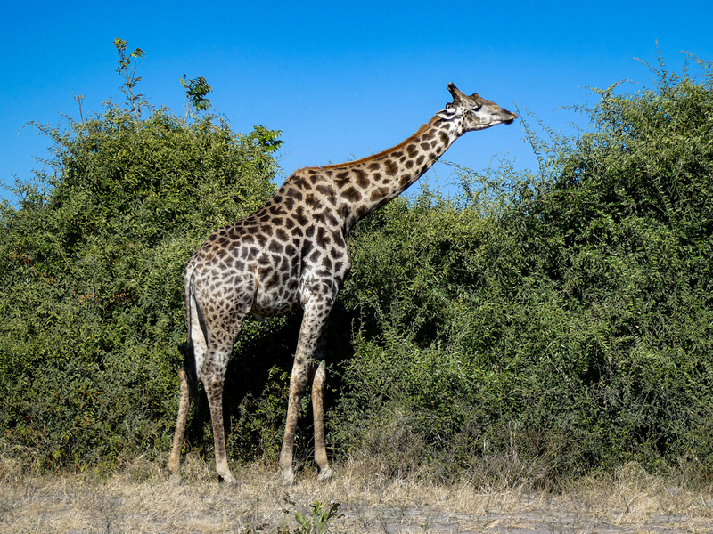 Giraffe(1).jpg