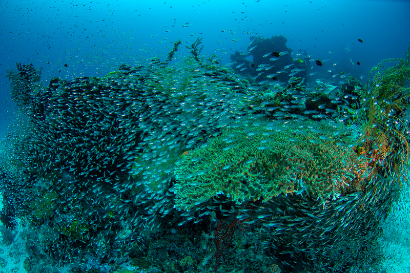 Glass Fish(1).jpg