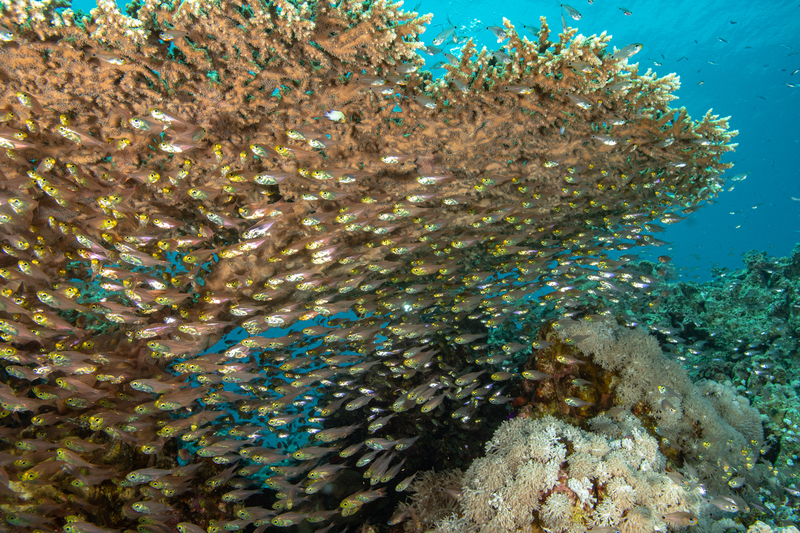 Glass Fish.jpg