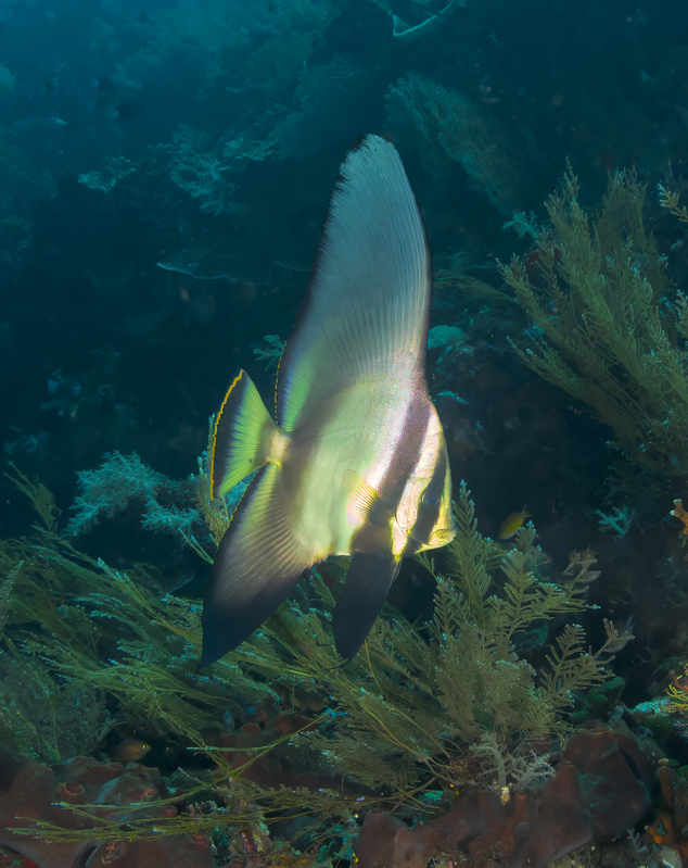 Golden Spadefish - Juvenile.jpg