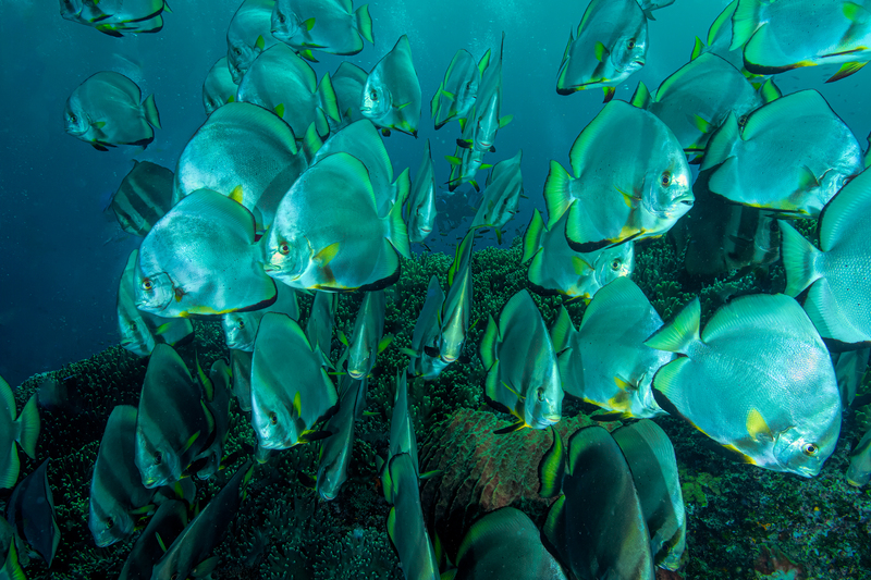 Golden Spadefish 1(1).jpg